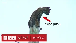 Як рись зі стовпа проганяли