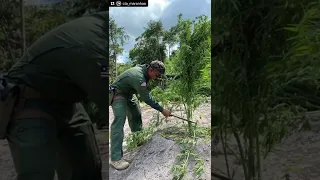 Ação corajosa de Aluisio Mendes leva policiais do CTA a destruir plantação de maconha no Maranhão