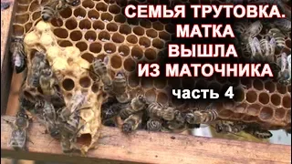 Семья трутовка. часть 4. Матка вышла из маточника.