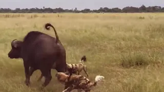 Wild dog attack | Epic battle |  Leon - Wildebeest - Hyena