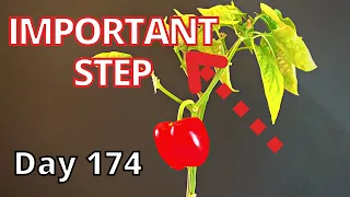 How To Grow Red Bell Pepper From Seed | Meluth