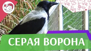 4 необычных факта о серых воронах на ilikepet