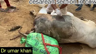 Cesarean section in cow l Cow delivery done by operationlऑपरेशन द्वारा की गई गाय की डिलीवरीl Dr.Umar