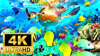 The best relaxing aquarium in 4K UHD 🐠 Anti-Stress Music, Meditation and  Relax.