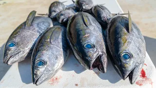 Homemade Sushi Challenge! Catch Clean Cook- Blackfin Tuna