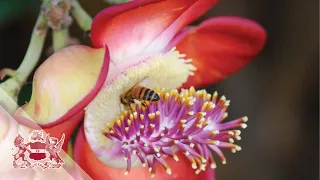 Sex, Drugs, and Ecosystem Services: The Sweet Poisons in Nectar | Phil Stevenson