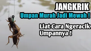 UMPAN MURAH MERIAH JADI MEWAH || CUMA GINI CARA NGERACIKNYA ?