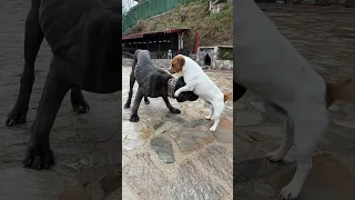 Jackrussell vs Canecorso #jackrussellterrier  #canecorso