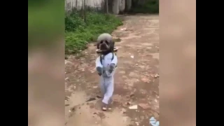 Собака ходит!  0_о
