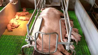 Вот так работает немецкая свиноферма, свиньи есть и много, а людей не видно - все автоматизировано.