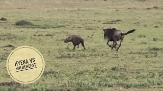 Hyena chasing wildebeest