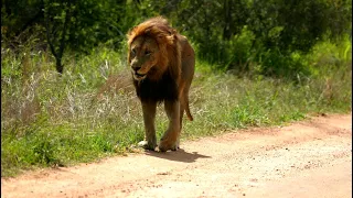 Absent Male Lion Returns to Pride (Ncila)