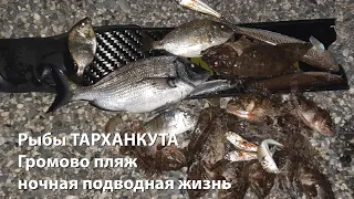 Рыбы ТАРХАНКУТА июль 2022 Громово пляж Ночная подводная охота 2022 Подводная охота 2022 Тарханкут 22