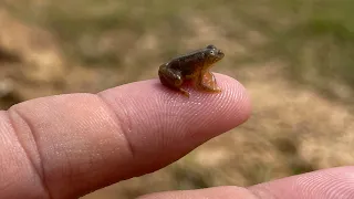 Capture and observe creatures in lake | Found baby frogs and small fish a lot in rivers