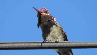 Anna's Hummingbird (Calypte anna) song slowed down 8x sounds like a larger bird's song