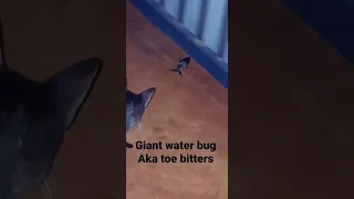 Giant Waterbug Aka toe biters