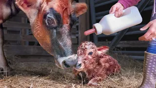 Our Baby Calf won't Eat!