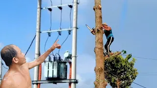 Vua Khỉ Cưa Cây Dầu Gần Trạm Điện Ba Pha Nguy Hiểm. Sawing trees near 3 phase power station