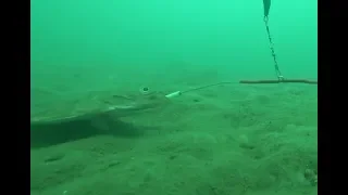 Первый выход на камбалу 2019 Подводная камера WiFi кабель 25 м Flounder 2019  underwater camera