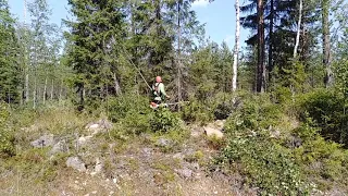 Работа в Финляндии. Прореживание леса. 2019г.