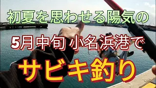 小名浜港でアジを狙う5月中旬のサビキ釣り