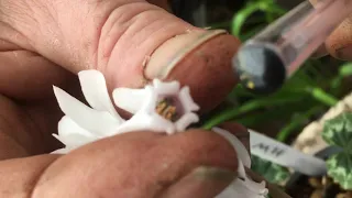 How cross pollinate cyclamen at stinky ditch nursery Oct’ 19