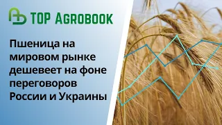 Пшеница дешевеет на фоне переговоров России и Украины.  TOP Agrobook: обзор аграрных новостей