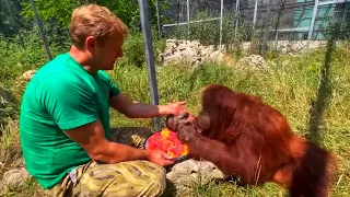 YOU'RE GONNA BE FINE! Dana the Orangutan has a NEW METHOD of treating Oleg Zubkov.