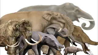 The Evolution of Elephants, Mammoths and Mastodons - Proboscidean Family Tree