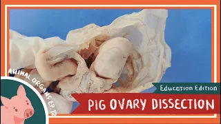 Ovary Dissection || All Your Eggs in One Basket [EDU]