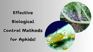 Effective Biological control for Aphids!