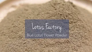 Organic Blue Lotus Flower Powder from Lotus Factory