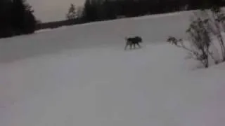 Nikki, wild dog of the north and Master walking on water