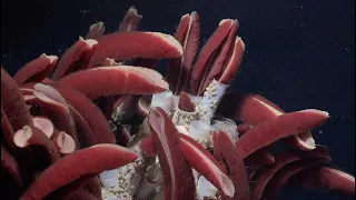 Curiosity-Driven Science | The Underworld of Hydrothermal Vents - Week 2