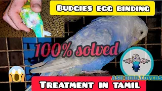 Budgies egg binding problem || 100%solved || tamil