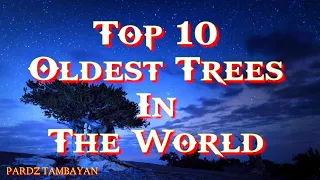 Top 10 Oldest Trees In The World