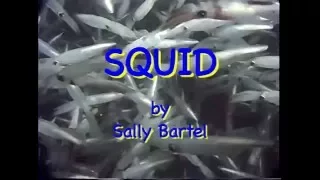 Squid Life Cycle