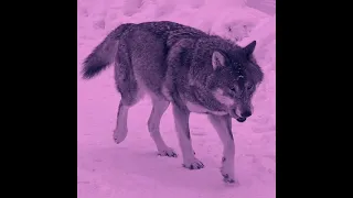 Kanye West Wolves (8d Audio + slowed & reverb