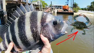 Catching MONSTER SHEEPSHEAD with BLUE CRAB