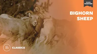 Bighorn Sheep | Mutual of Omaha's Wild Kingdom