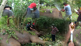 Wildlife officials treat an elephant with a leg injury. #elephant treatment sri lanka