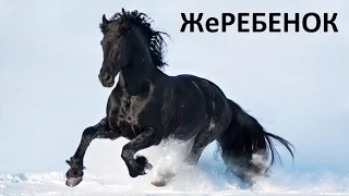 песня Жеребенок (Алексей Коркин) - Foal  song (Alex Korkin)