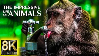 The Impressive Life of Animals 8K 60fps ULTRA HD • Nature Sounds Relaxing Music with Birds Chirping