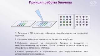 С.А. Кузнецова – Возможности применения клеточных биочипов