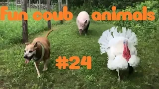 FUN coub animals #24 / видео приколы / coub 2019 / животные / смешные животные / приколы 2019 / cube