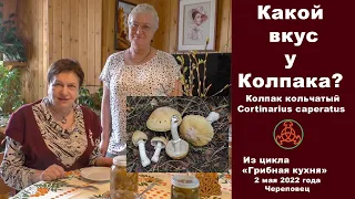 Какой вкус у Колпака?... Колпак кольчатый - Cortinarius caperatus. "Грибная кухня" 2 мая 2022 года.