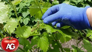 I ALWAYS DO IT WITH GRAPES BEFORE FLOWERING  BUNCHES WILL BE HUGE