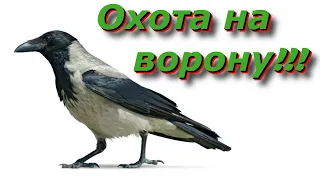 Охота на серую ворону.