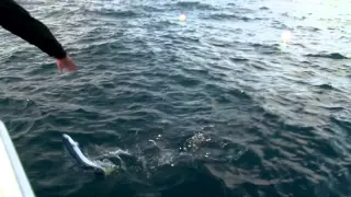 How to catch Kingfish and Mahi-Mahi (dolphin fish). Sydney, Australia