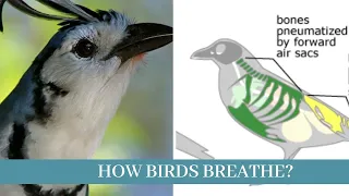 How do birds breath || how birds breathe inside egg || Breathing by birds